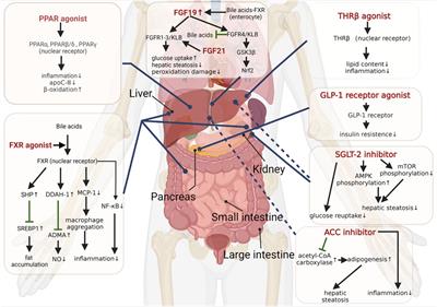 Current, emerging, and potential therapies for non-alcoholic steatohepatitis